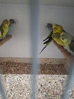 Blackwing parkieten, Dieren en Toebehoren, Vogels | Parkieten en Papegaaien, Meerdere dieren, Parkiet