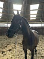 Knappe Spaanse pony ruin voor ervaren ruiter, Dieren en Toebehoren, Ruin, Recreatiepaard, 11 jaar of ouder