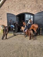 Paarden ponys trailer koets te huur en kinderfeestjes, Dieren en Toebehoren, Paarden