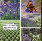 Witte & paarse Lavendel 9, 10 en 11 mei direct vd kwekerij, Zomer, Ophalen of Verzenden, Overige soorten, Volle zon