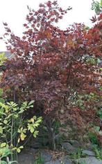 Grote rode acer japanse esdoorn, Ophalen, Esdoorn
