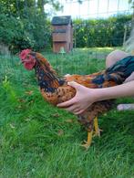 Kriel haan gratis, Dieren en Toebehoren, Pluimvee, Mannelijk, Kip