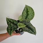 Scindapsus Exotica 1, Huis en Inrichting, Ophalen of Verzenden, Overige soorten, Minder dan 100 cm