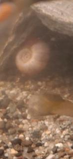 Posthoornslakken, Dieren en Toebehoren, Vis