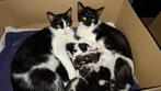 kittens zoeken fijn thuis, Dieren en Toebehoren, Katten en Kittens | Raskatten | Korthaar, Meerdere dieren, Ontwormd, 0 tot 2 jaar
