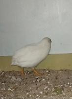 Chinese dwergkwartels,  mooi wit haantje, Dieren en Toebehoren, Pluimvee, Vrouwelijk, Kip