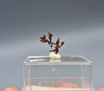 Koper boompje - Tsumeb Mine, Namibië, Verzamelen, Ophalen of Verzenden, Mineraal