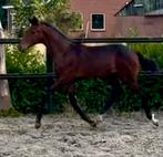 Hengstveulen Endy stam Furst Toto x jazz x rousseau, Dieren en Toebehoren, Paarden, Hengst, Dressuurpaard, Gechipt, 0 tot 2 jaar