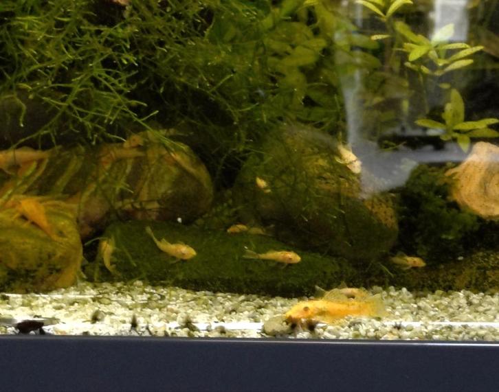 L144 ancistrus / borstelneus algeneters, Dieren en Toebehoren, Vissen | Aquariumvissen, Zoetwatervis, Vis