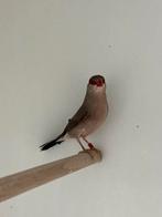 Napoleonnetje - estrilda troglodytes, Meerdere dieren, Tropenvogel, Geringd