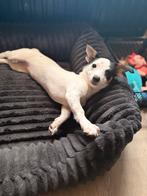 Chihuahua kruising jack russel pup teefje 3 maanden, Dieren en Toebehoren, Parvo, Overige rassen, 8 tot 15 weken, Teef