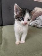 Kittens, Dieren en Toebehoren, Katten en Kittens | Overige Katten, Meerdere dieren, Kortharig, 0 tot 2 jaar