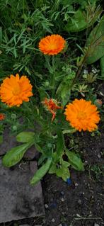Goudsbloem oranje, Tuin en Terras, Bloembollen en Zaden, Ophalen of Verzenden, Volle zon