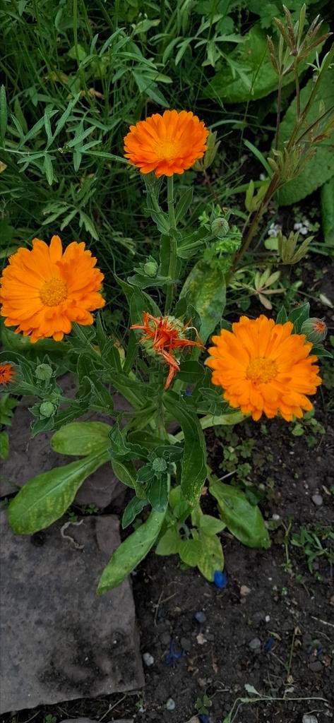 Goudsbloem oranje, Tuin en Terras, Bloembollen en Zaden, Volle zon, Ophalen of Verzenden