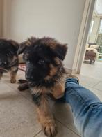 Langharige duitse herder pup puppy KEURFOK & stamboom, Dieren en Toebehoren, Honden | Herdershonden en Veedrijvers, Nederland