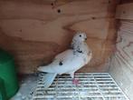 Doffer tilduif, Dieren en Toebehoren, Vogels | Duiven, Mannelijk, Kropper