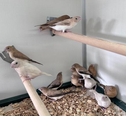 Zilverbekjes verschillende kleuren, Dieren en Toebehoren, Vogels | Overige Vogels, Meerdere dieren