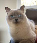Ragdoll kitten met de moeder, Dieren en Toebehoren, Katten en Kittens | Raskatten | Korthaar, Poes