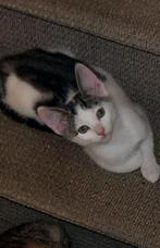 Super lief katertje europkh kitten, Dieren en Toebehoren, Katten en Kittens | Raskatten | Korthaar, Meerdere dieren, Ontwormd