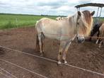 Fell Pony merrie/C Pony appaloosa bereden/Haflinger-fjord, Merrie, Recreatiepony, Gechipt, 0 tot 2 jaar