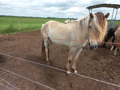 Fell Pony merrie/C Pony appaloosa bereden/Haflinger-fjord, Dieren en Toebehoren, Pony's, Merrie, Recreatiepony, 0 tot 2 jaar, Met stamboom