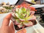 Echeveria Daredevil /pot 7cm/vetplant/succulent, Ophalen of Verzenden, Halfschaduw, Minder dan 100 cm