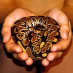 Ball Python dame, Dieren en Toebehoren, Reptielen en Amfibieën, Slang, 0 tot 2 jaar