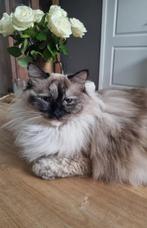 Ragdoll kittens verwacht, Dieren en Toebehoren, Katten en Kittens | Raskatten | Korthaar, Meerdere dieren