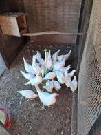 LegKippen , Barnevelder,amrock,marans,noord Hollandse blauwe, Vrouwelijk, Kropper