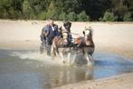 Veelzijdige Haflinger, Dieren en Toebehoren, E pony (1.48m - 1.57m), Ruin, L, 7 tot 10 jaar