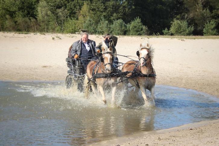 Veelzijdige Haflinger, Dieren en Toebehoren, Pony's, Ruin, L, E pony (1.48m - 1.57m), Tuigpony, 7 tot 10 jaar