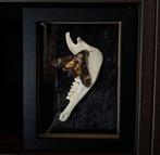 Doodshoofdvlinder op Kaakbot in Lijst, Ophalen of Verzenden