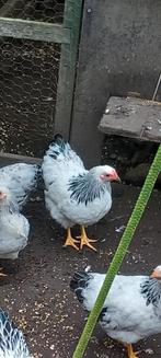 Wyandotte kriel, Dieren en Toebehoren, Pluimvee, Mannelijk, Kip