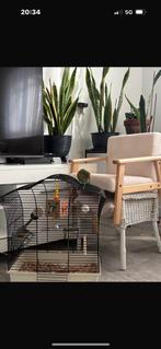 Mooi baby dwerg papagaai, Papegaai