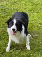 Dekreu Border Collie: Superieur Karakter & FCI/NHS Stamboom, Dieren en Toebehoren, Rabiës (hondsdolheid), Reu, Collie, Eén hond