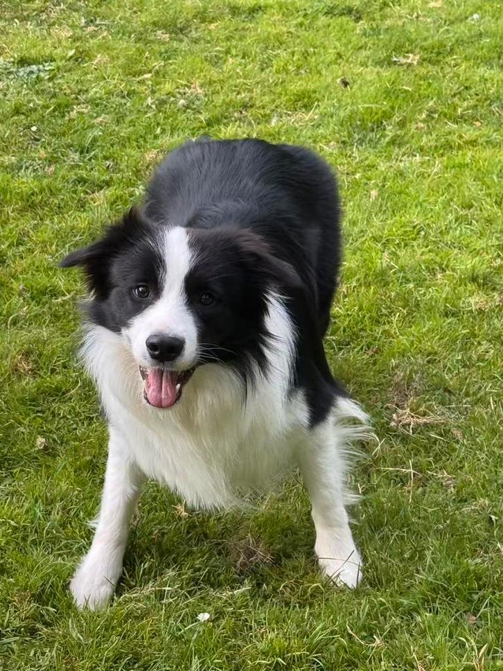 Dekreu Border Collie: Superieur Karakter & FCI/NHS Stamboom, Dieren en Toebehoren, Honden | Herdershonden en Veedrijvers, Reu