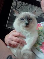 Te koop: Ragdoll, Kater