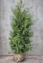 Coniferen €7,50, Ophalen of Verzenden, Conifeer, 100 tot 250 cm