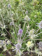Zaden Kruisdistel uit eigen onbespoten tuin, Ophalen of Verzenden, Voorjaar, Volle zon, Zaad