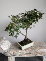Acer Japanse Esdoorn Bonsai, Tuin en Terras, Planten | Bomen, Bloeit niet, Halfschaduw, Minder dan 100 cm, Overige soorten
