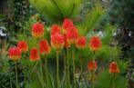 Fakkellelie Kniphofia Rooperi, Tuin en Terras, Bloembollen en Zaden, Voorjaar, Verzenden, Volle zon