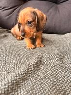 Ruwhaar dwerteckel pup reutjes, Dieren en Toebehoren, Honden | Teckels en Dashonden, Parvo, 8 tot 15 weken, Dwerg, Meerdere