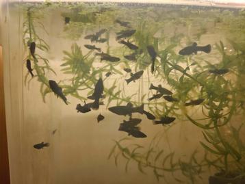 Jonge black Molly's  beschikbaar voor biedingen