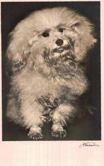 Een Bolognese, Ophalen of Verzenden, 1940 tot 1960, Ongelopen, Hond of Kat