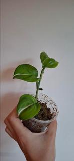 Scindapsus treubii moonlight variegata, Huis en Inrichting, Kamerplanten, Ophalen of Verzenden, Halfschaduw, Minder dan 100 cm