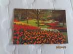ansichtkaart keukenhof - lisse, Ophalen of Verzenden, Ongelopen, Zuid-Holland