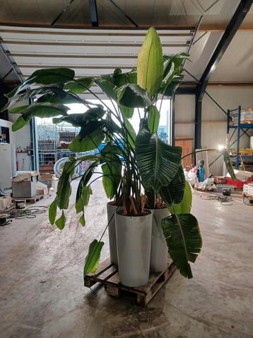 Bananenplant 4x beschikbaar voor biedingen