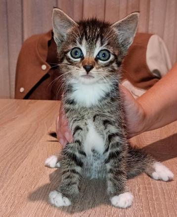 4 mooie kittens van 7 weekjes oud  beschikbaar voor biedingen
