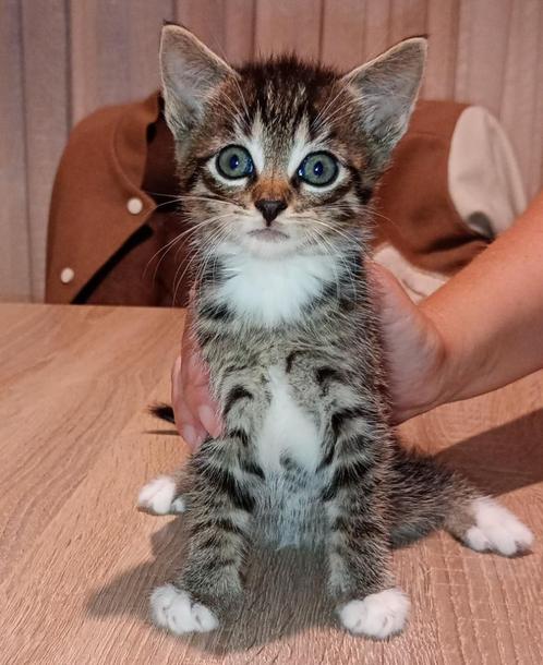 4 mooie kittens van 7 weekjes oud, Dieren en Toebehoren, Katten en Kittens | Overige Katten, Kortharig, Geslacht onbekend, 0 tot 2 jaar