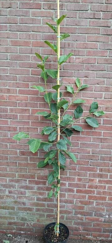 Magnolia 'genie' beschikbaar voor biedingen
